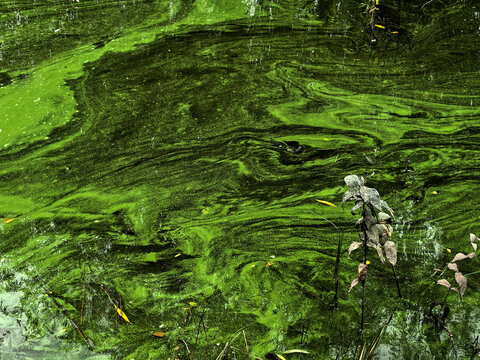 Bright Green Algae Covering Surface Of Stagnant Pond
