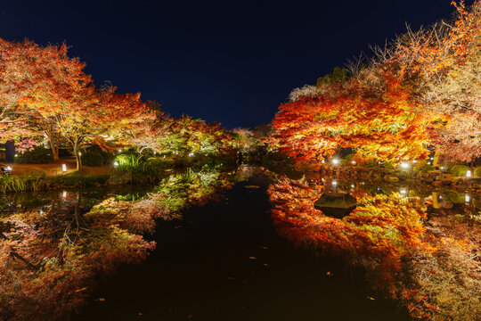 Vibrant autumn maple trees are illuminated during a night light-up event, with their glowing colors reflected beautifully on the surface of a peaceful pond at Toji Temple in Kyoto, Japan