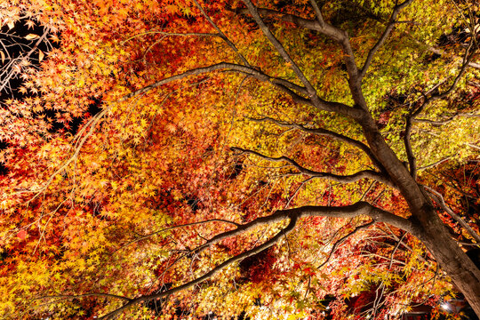 Vibrant autumn maple trees are illuminated during a night light-up event at Toji Temple in Kyoto, Japan