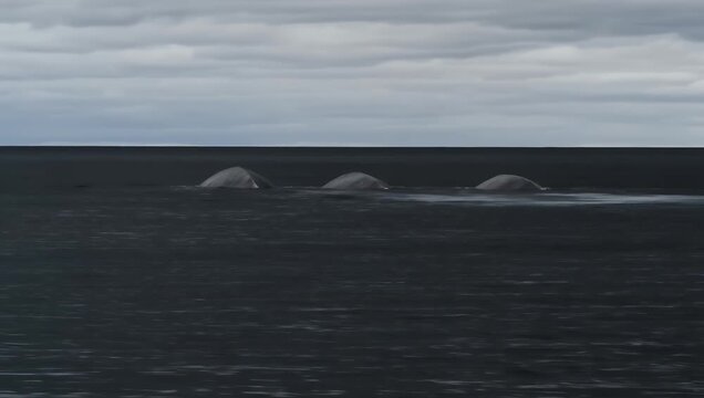 Mythical lake monster humps swimming through dark water surface