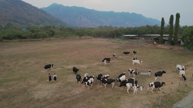Aerial view of man and woman dairy farmers working together at livestock farm. 