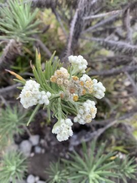 Sea of Clouds Over Misty Mountains with Edelweiss Flowers at Sunset