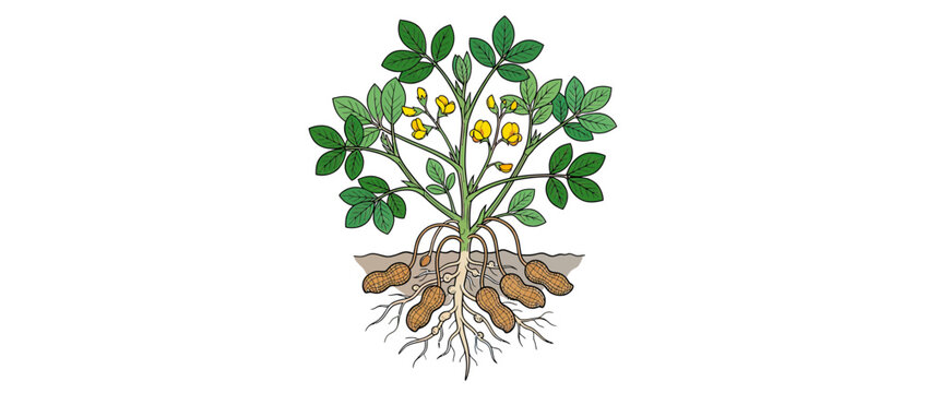 Peanut Plant Illustration with Roots and Pods Isolated