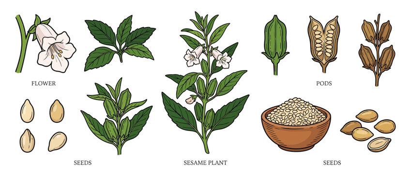 Sesame Plant Parts Illustration Isolated