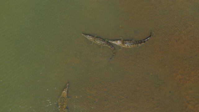 Overhead view of crocodiles resting in murky flow of Tarcoles River Costa Rica