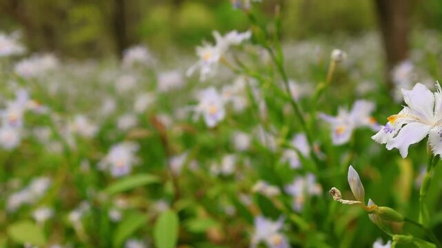Close-up view of fringed iris flowers in bloom, covering the ground beneath trees in Japan. Calm botanical scene for nature, spring and travel themes.