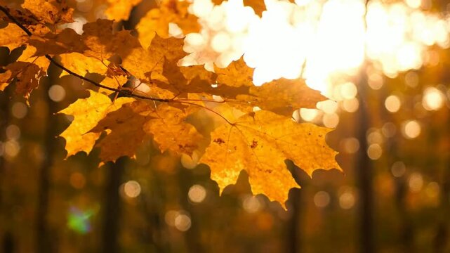 Golden autumn maple leaves swaying in soft sunlight, fall forest background, with bokeh lens, flare, seasonal nature atmosphere