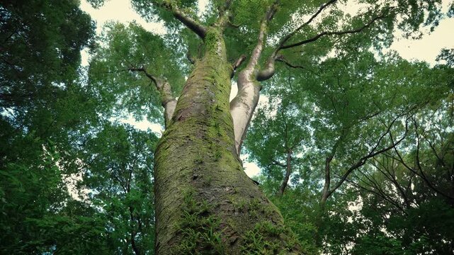 Horizontal low angle shot of a massive mossy giant tree trunk stretching up to a green forest canopy with cicada sounds