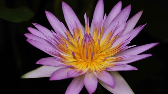 Pink Lotus Flower Close Up