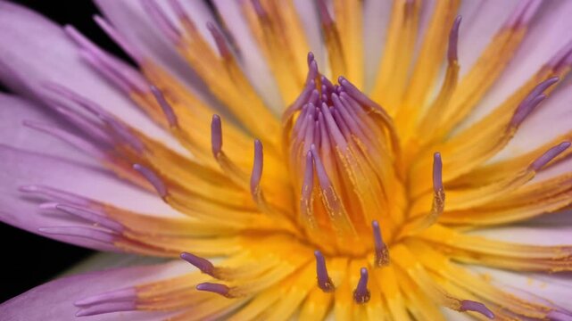Pink Lotus Flower Close Up
