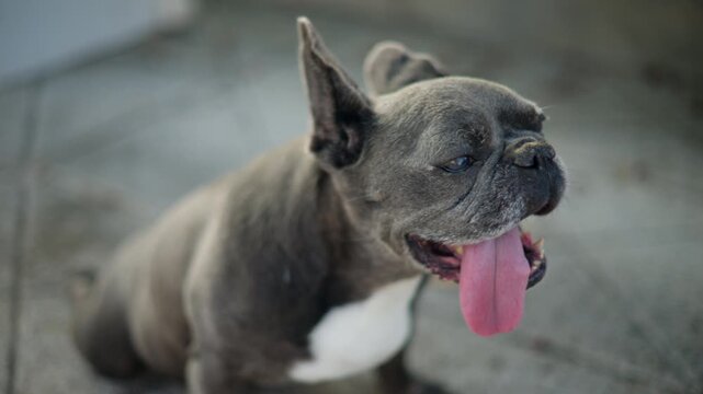 Grey French bulldog panting with pink tongue out, showing hot weather and summer pet discomfort
