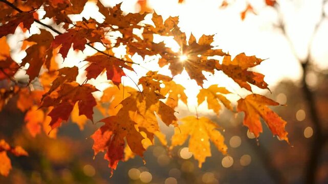 Golden autumn maple leaves swaying in warm sunlight, fall season nature background, with soft bokeh, and lens flare