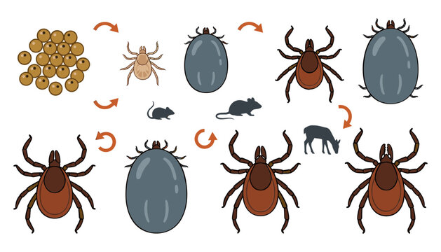 Tick Life Cycle Illustration with Eggs Larva Nymph Adult Ticks Mice Deer and Natural Transmission Stages for Biology Education Designs