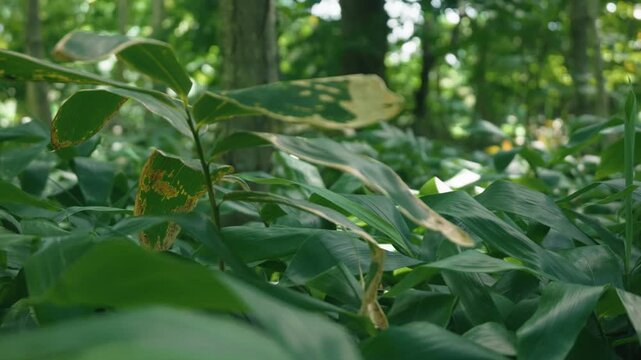 A lush green deciduous forest filled with abundant bamboo grass
