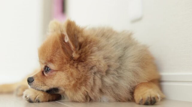 家のリビングで休憩する可愛いポメラニアンの子犬の姿
