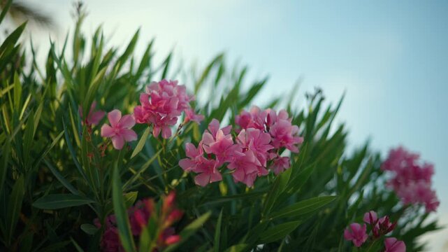 Pink oleander flowers thriving under a clear blue sky, showing vibrant green leaves and blooming petals during daytime