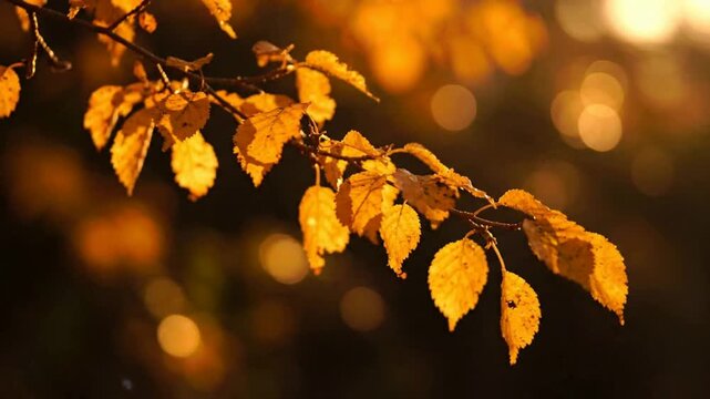 Golden autumn leaves swaying in soft sunlight, cinematic close-up of fall foliage branch with bokeh background, for seasonal nature projects