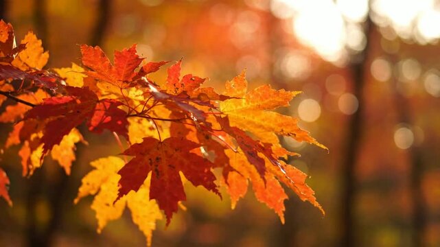 Vibrant autumn maple leaves gently swaying in golden sunlight, cinematic fall forest background, with soft bokeh, and warm seasonal atmosphere