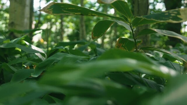 A lush green deciduous forest filled with abundant bamboo grass
