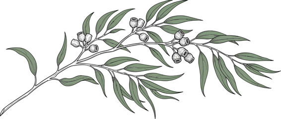 Hand-drawn eucalyptus branch with seed pods and leaves © esket