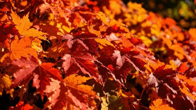 Vibrant autumn maple leaves swaying in gentle breeze, close-up macro shot of colorful fall foliage, seasonal nature background, for thanksgiving