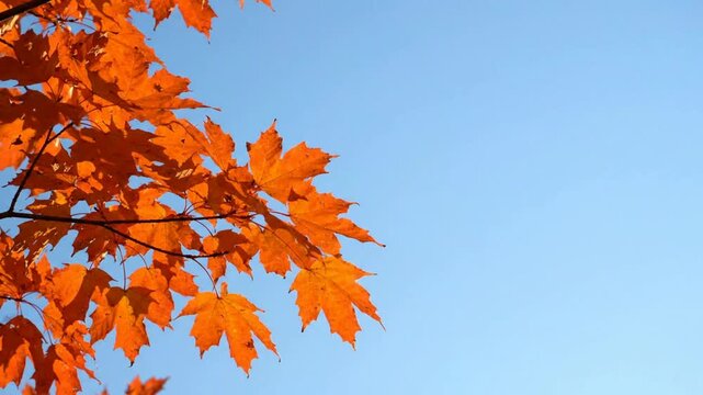 Vibrant orange maple leaves swaying against clear blue sky in autumn season background, fall foliage