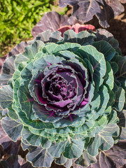 Obraz premium Purple ornamental cabbage growing outdoors with layered green and violet leaves, ideal for gardening, landscaping, horticulture, autumn planting, agriculture and decorative foliage themes.