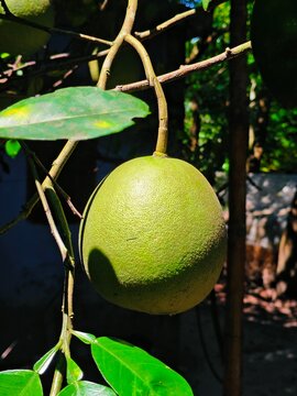 Large green pomelo fruit hanging from tree branch in natural sunlight