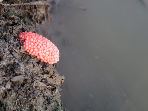 Close-up of bright pink golden apple snail eggs laid on a muddy bank near murky water in a rice field. Perfect for agricultural pest, reproduction, and nature concepts
