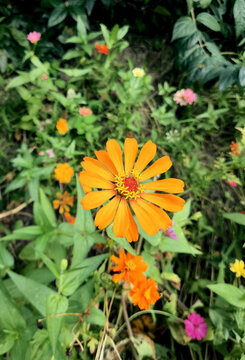 Orange Zinnia Flower Blooming in a Colorful Garden