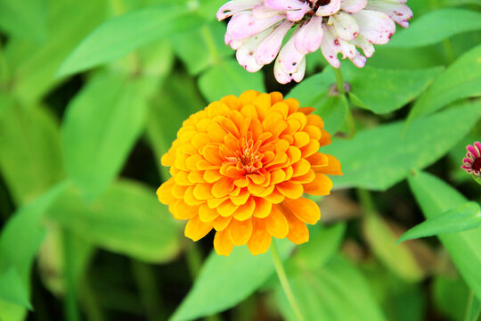 Orange zinnia flower blooming in green garden foliage