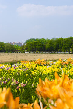 Colorful Flowers Blooming in a Park Meadow