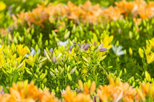 Colorful Lily Flowers Blooming in Sunny Spring Garden