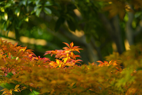 Sunlit Japanese Maple Leaves in Autumn Garden
