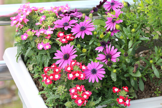 Colorful blooming flowers in a white planter