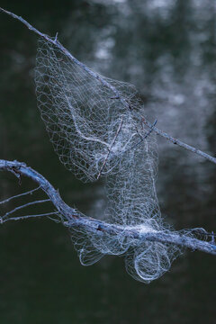 Bowl and Doily Spider Web.