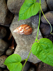 snail shell resting on stone garden, surrounded by green plant leaves and natural rocks. The close-up composition highlights the textures, patterns, and vibrant colors. © Jois