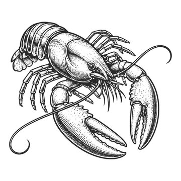 Lobster Illustration in Detailed Black and White Engraving Style. Seafood Icon Design for Culinary or Marine Themes.