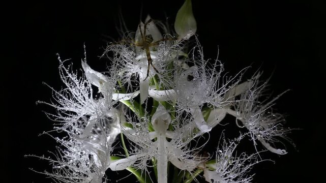 Habenaria trichosantha Wall. ex Lindl., scientifically known as Habenaria trichosantha Wall. ex Lindl., belongs to the Orchidaceae family and is a terrestrial orchid.
