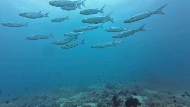 A dense school of mullet swims together above a coral reef in clear blue water. Yellowtail fish and smaller reef species move around the coral outcrop and across the open seabed.