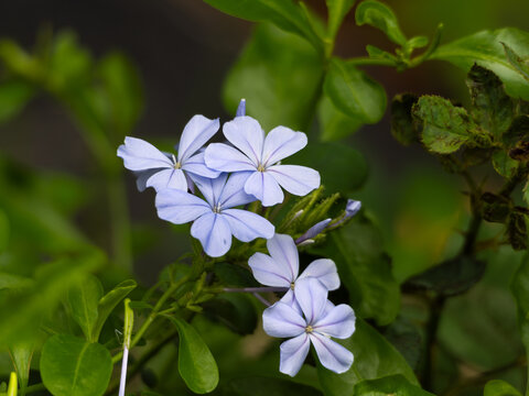 Pale Blue Plumbago Flowers Blooming in Green Garden Foliage
