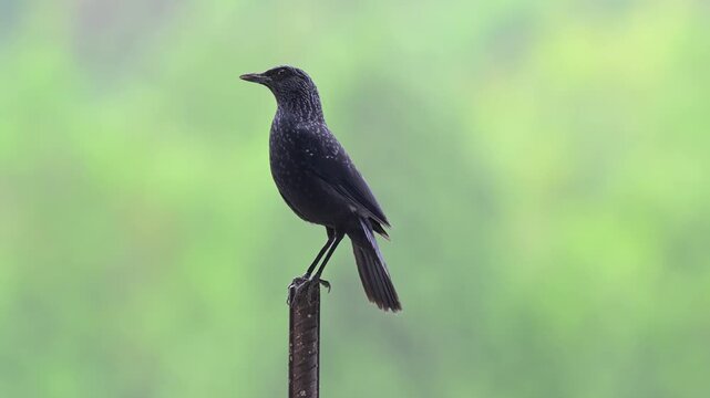 Blue Whistling Thrush Looking Around Between Calls