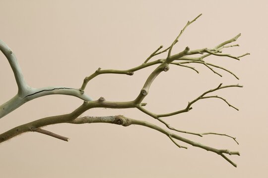 Bare forked tree branch with weathered textures and olive green twigs, set against a soft cream background with copy space for minimal decor