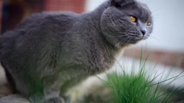 Cute scottish fold cat chewing fresh green grass outdoors in a garden setting.