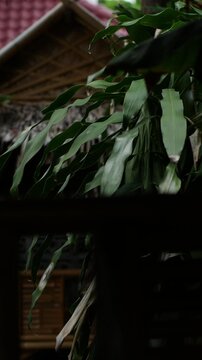 hatched Palm Roof Hut Nestled Among Dense Tropical Green Foliage