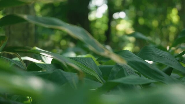 A lush green deciduous forest filled with abundant bamboo grass

