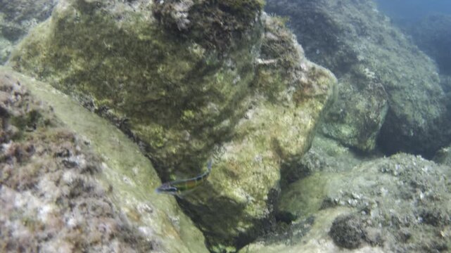 Ornate wrasse swimming along a rocky seabed covered with algae in the natural environment of the Mediterranean Sea