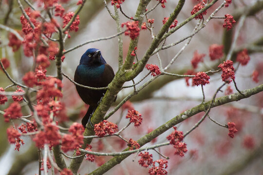 Common Grackle Posing with flowers
