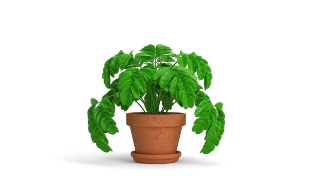 3D Animated Plant Wilting and Growing in Pot