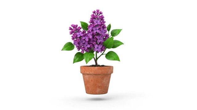 Purple Lilac Flower in Terracotta Pot Isolated